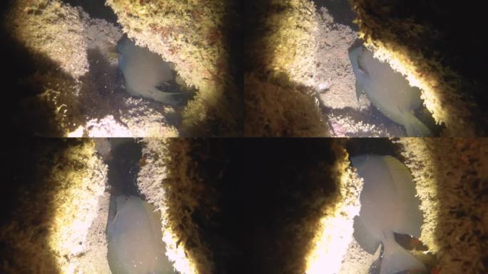夜间潜水近距离观察一条黑棘鱼，藏在暗礁壁上的缝隙里，在低能见度的沙质底部，岩石，珊瑚，鱼，泥土，在阿