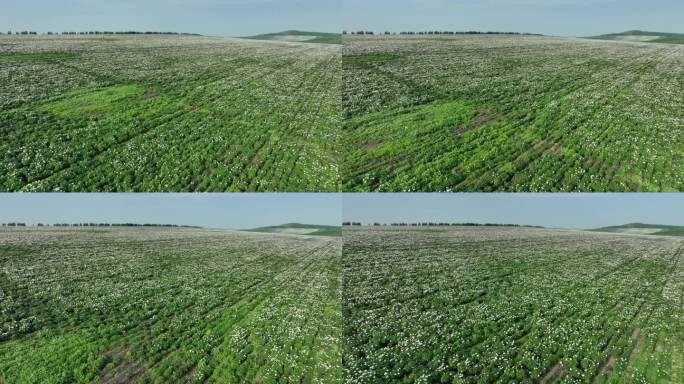 呼伦贝尔农垦垦区田野芍药开花