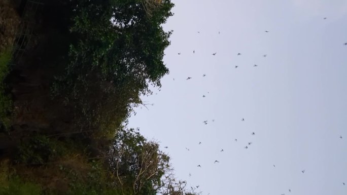 在印度尼西亚龙目岛的邦康洞，数千只蝙蝠垂直地在棕榈树间飞行