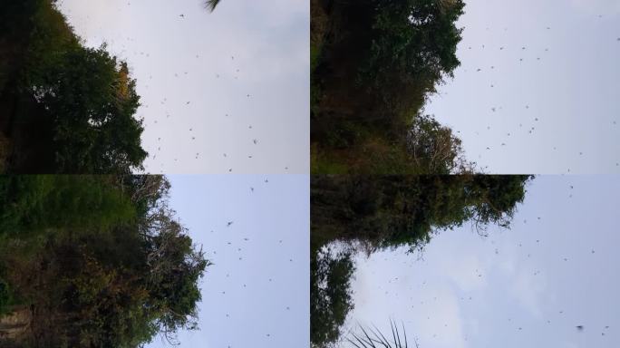 在印度尼西亚龙目岛的邦康洞，数千只蝙蝠垂直地在棕榈树间飞行