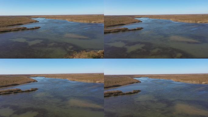 黄河入海口湿地 天鹅