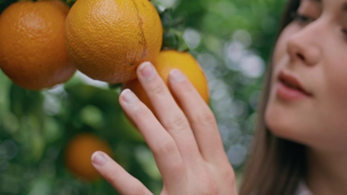 农民的手触摸橘子在花园近距离。闻柑橘味的女人