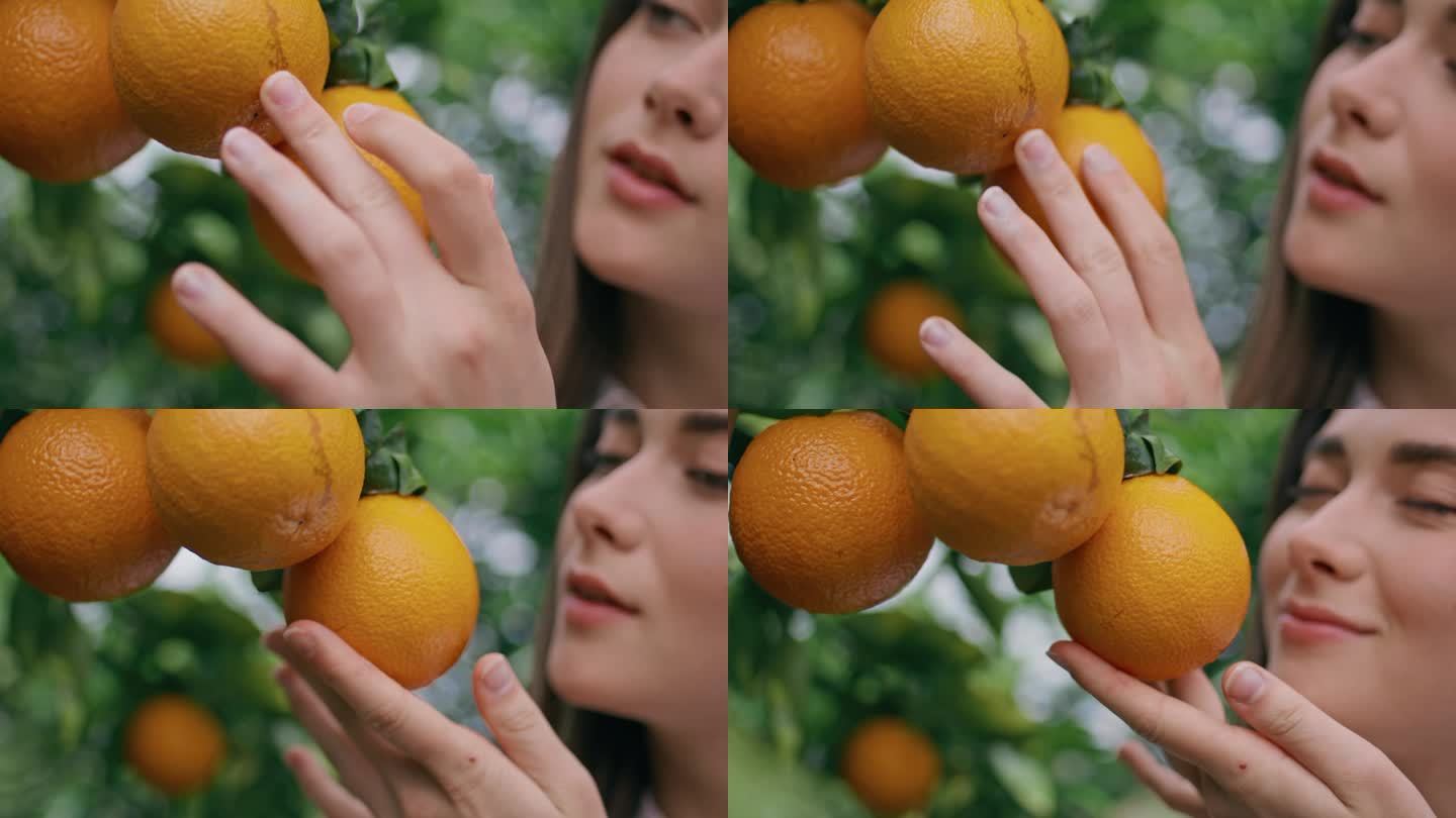 农民的手触摸橘子在花园近距离。闻柑橘味的女人