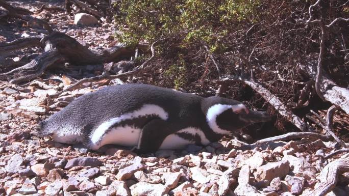 麦哲伦企鹅试图在一个阳光明媚的早晨睡觉，闭上眼睛在巴伊亚布斯塔曼特