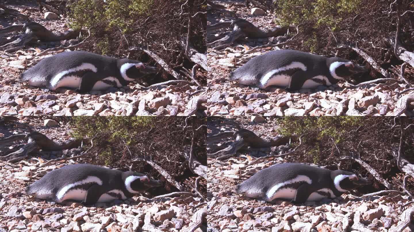 麦哲伦企鹅试图在一个阳光明媚的早晨睡觉，闭上眼睛在巴伊亚布斯塔曼特