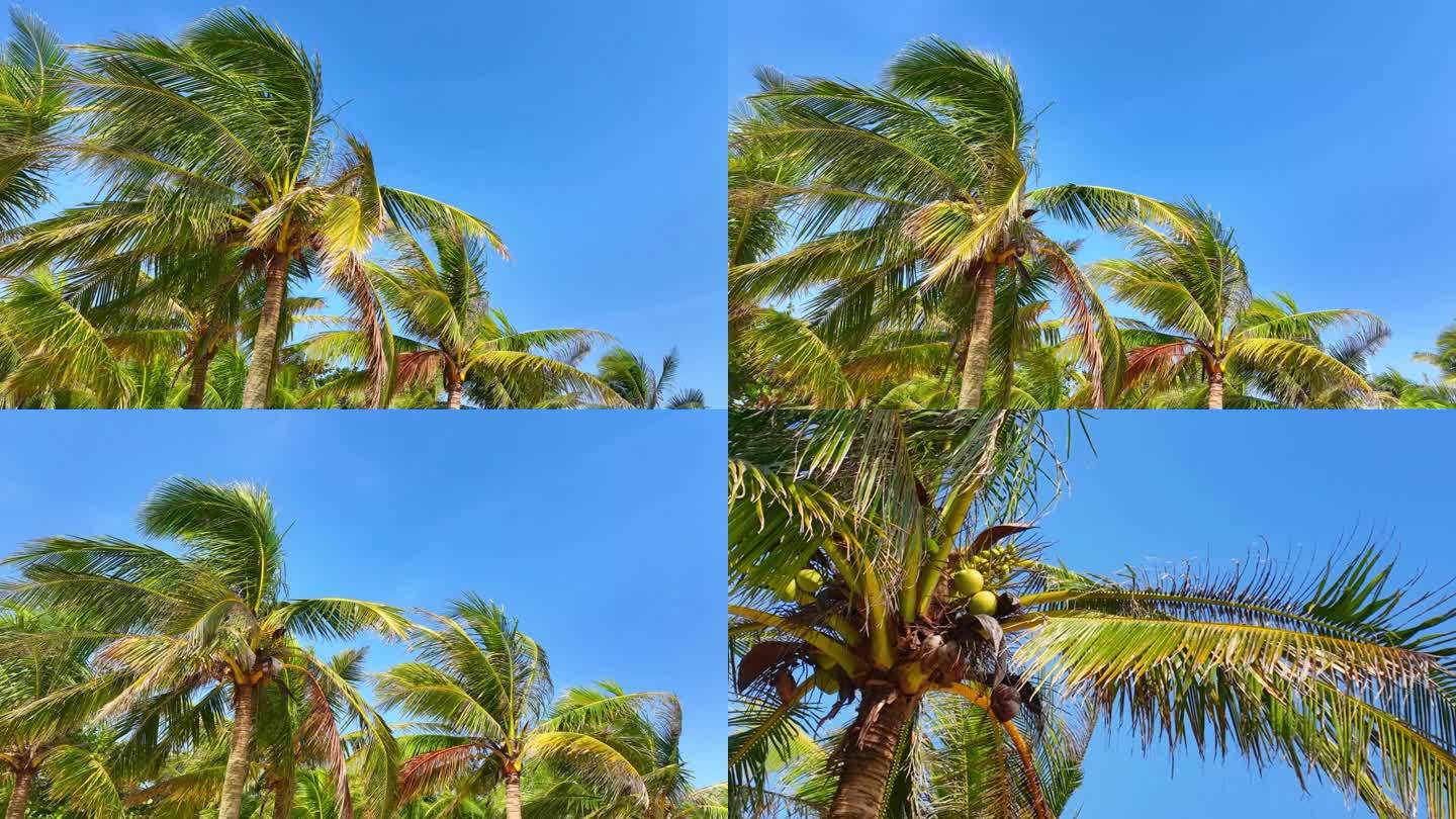 椰子树蓝天
