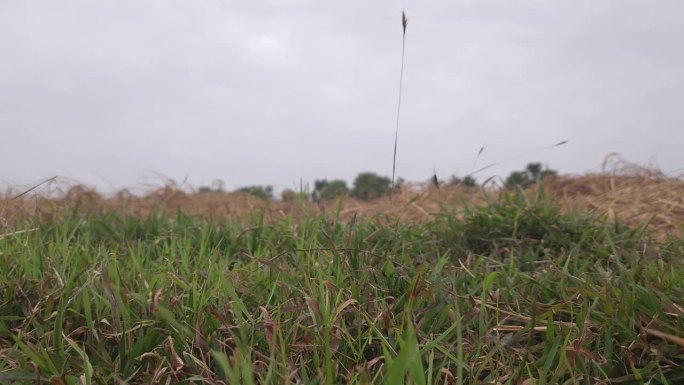 联合收割水稻，印度奥里萨邦