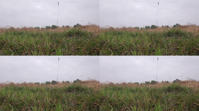 联合收割水稻，印度奥里萨邦