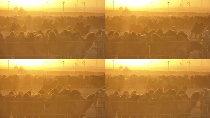 唯美夕阳下的骆驼群