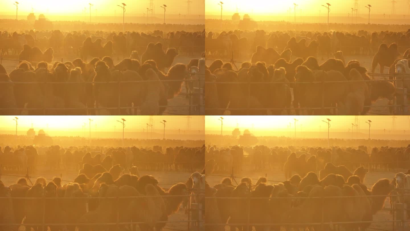 唯美夕阳下的骆驼群