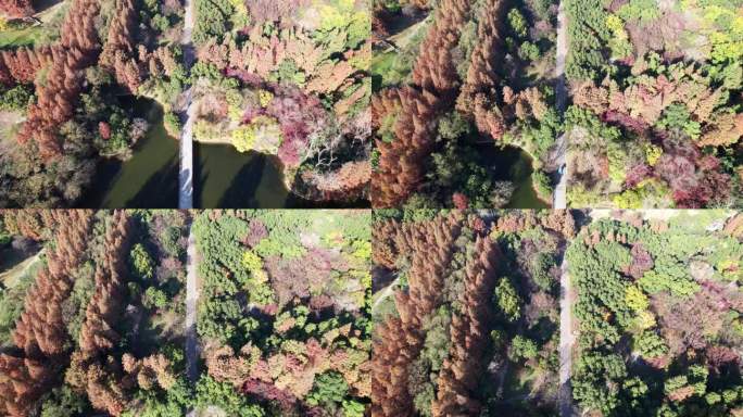 无人机拍摄的上海滨江森林公园美丽的秋景。红水杉和枫树在常绿树木中间，4k实时镜头，高角度视图。