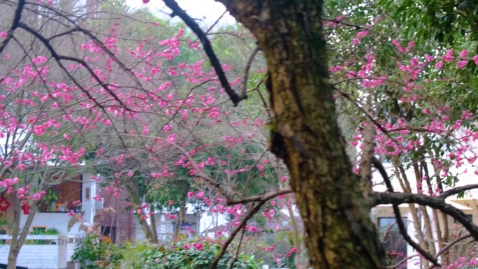 春天来了花朵盛开植被树林树木流水风景视频