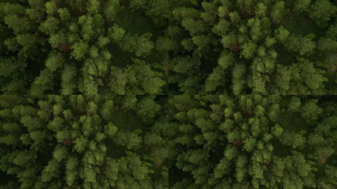 4k视频片段-山上山丘上茂密的天然松树的鸟瞰图。美丽的云杉林。国际森林日，世界环境日的概念。