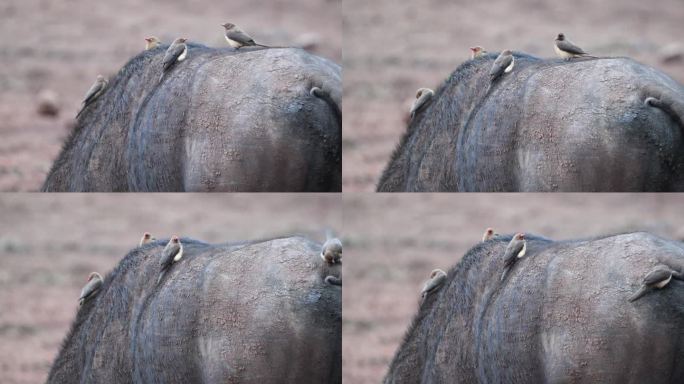 牛椋鸟在水牛的后面。特写镜头