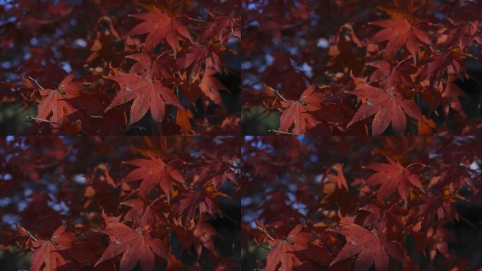 秋天的长焦镜头里，红叶在树林里随风摇摆的缓慢动作
