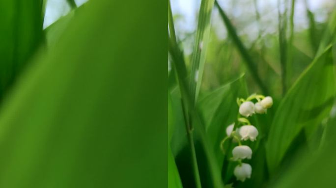 美丽的白色缬草花