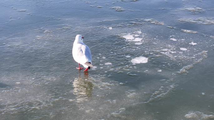 4K原素材-天津海河冰面上的越冬候鸟