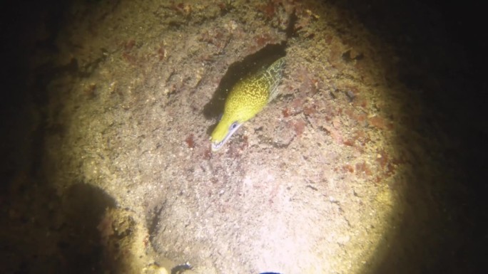 夜间潜水的看法，一个小的海井头从隐藏的缺口洞与张开的嘴威胁着危险与闪光手电筒光点在低能见度沙底与岩石
