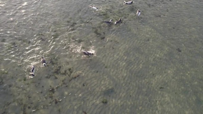 早上在巴伊亚布斯塔曼特的浅水中嬉戏的麦哲伦企鹅群的无人机视图