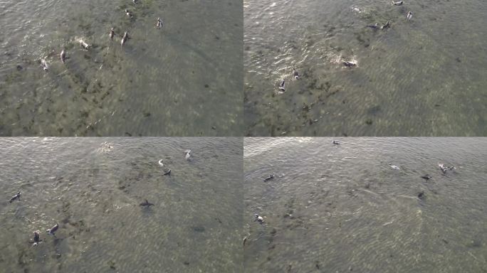 早上在巴伊亚布斯塔曼特的浅水中嬉戏的麦哲伦企鹅群的无人机视图