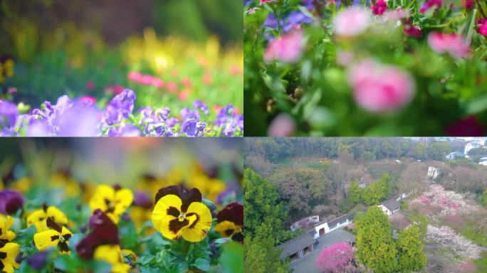 春天来了花朵盛开草木植被风景视频素材44