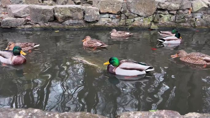 鸭子在公园的水里游泳。