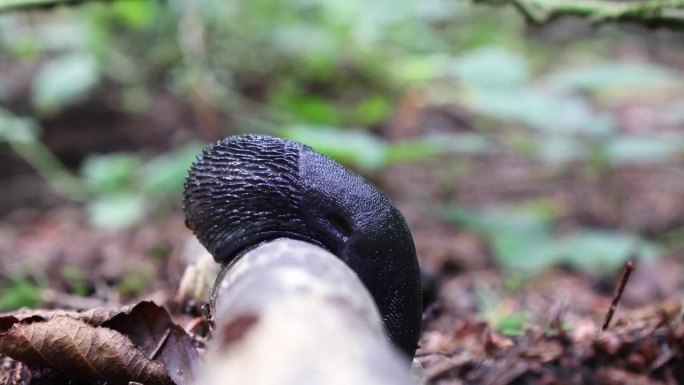 黑蜗牛在森林里的一根树枝上