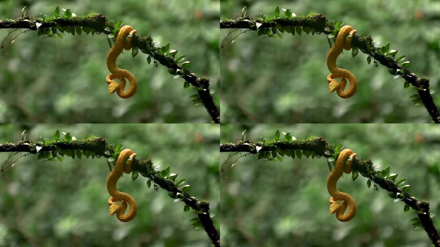 哥斯达黎加的睫毛蝰蛇