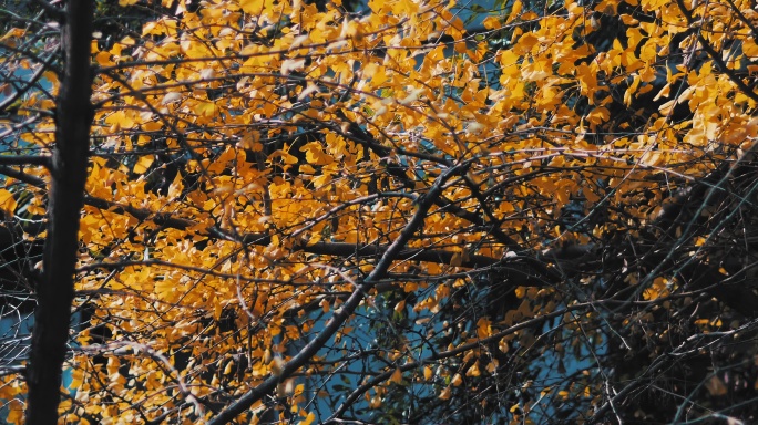 秋天的风景银杏树黄叶
