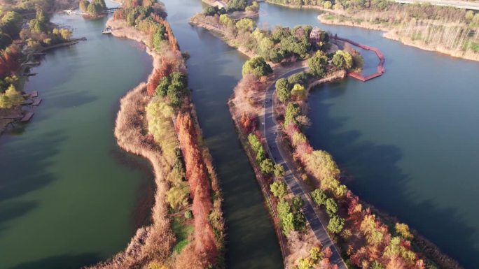 中国江苏苏州虎丘湿地公园美丽秋景的无人机视图。湖中的红木森林，4k实时画面，高视角。