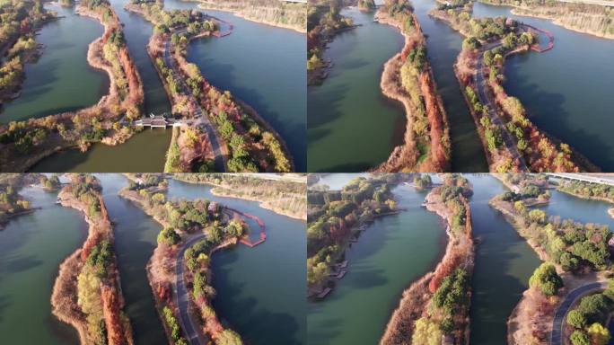 中国江苏苏州虎丘湿地公园美丽秋景的无人机视图。湖中的红木森林，4k实时画面，高视角。