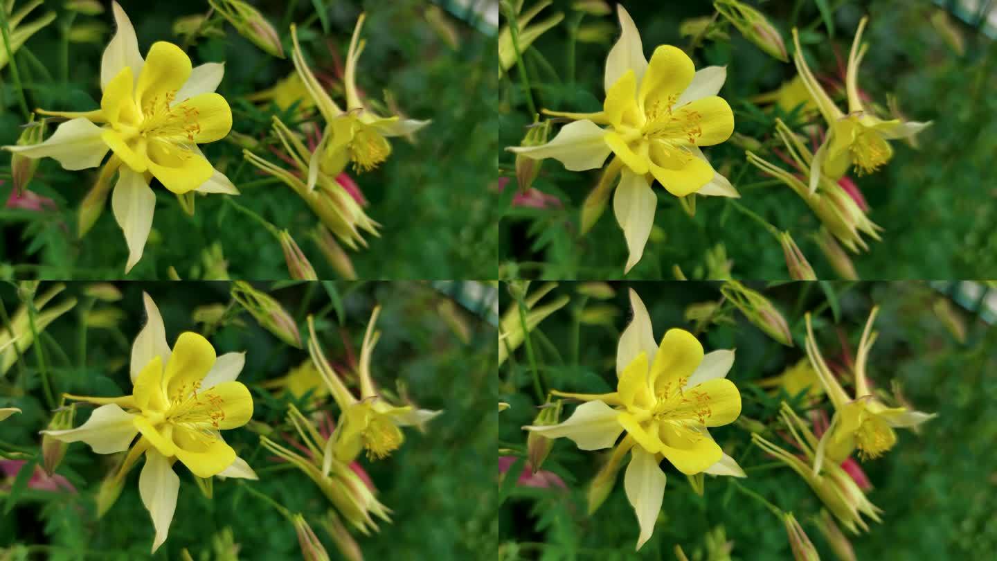 黄色水仙花