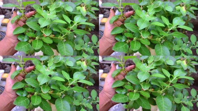 增强免疫力的植物，Withania somnifera，俗称ashwagandha，它的根