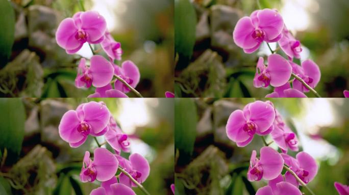 在植物园里，美丽的紫色石斛兰花挂在大树上的特写镜头。花卉观赏、保育和自然旅游的旅游胜地。