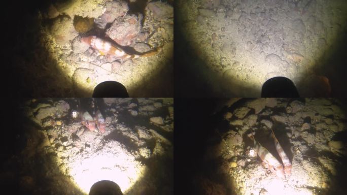 夜间潜水观察红鲻鱼在低可见度的沙质海底睡觉，岩石、珊瑚、鱼、泥，在阿瓦纳通道被手电筒闪光灯照亮