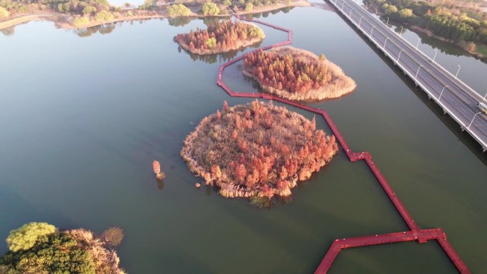 中国江苏苏州虎丘湿地公园美丽秋景的无人机视图。湖中红木森林，4k实时画面，高角度视角平移效果。