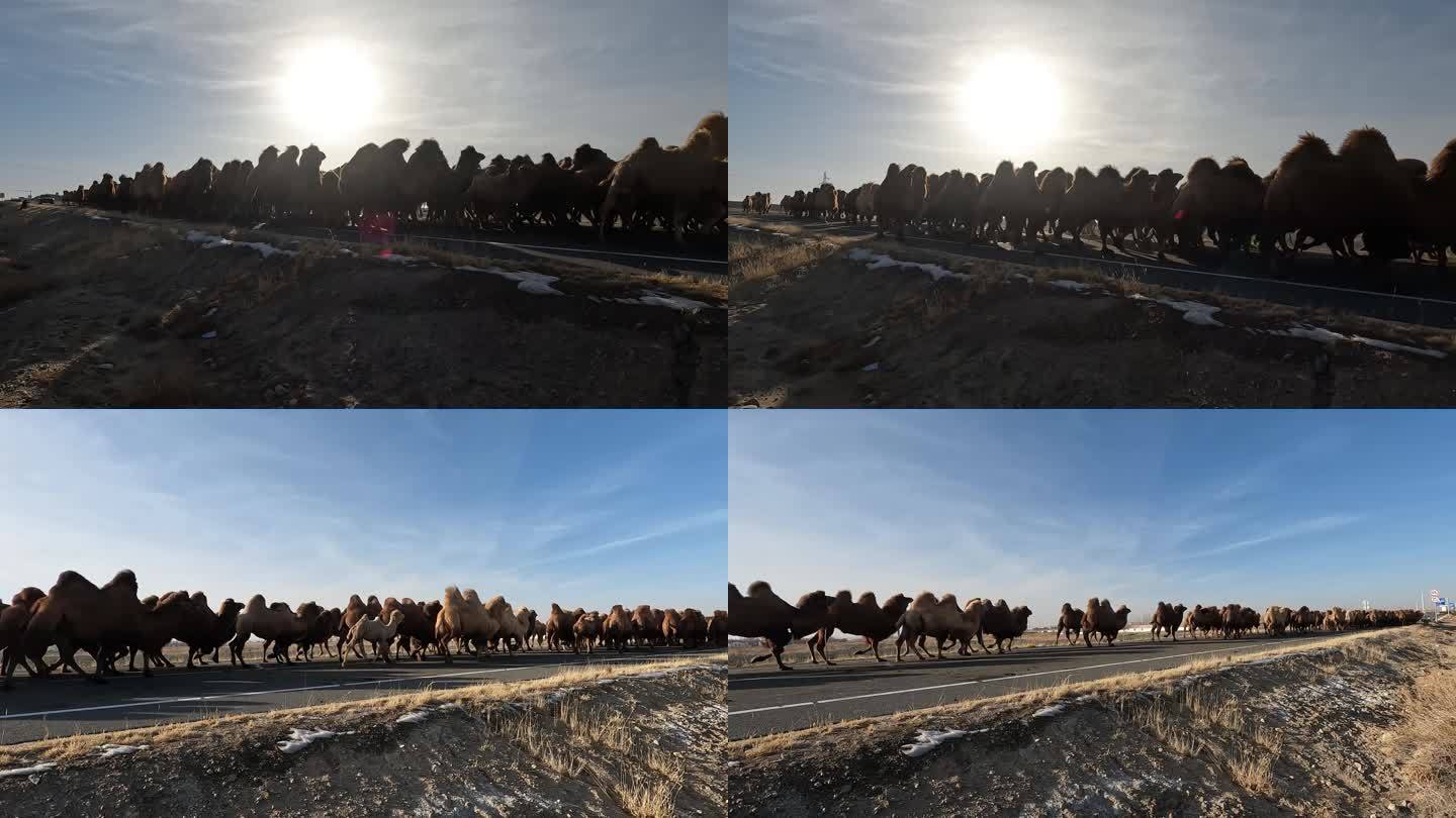 通过马路的骆驼群