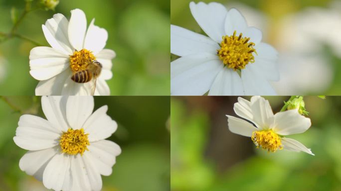 蜜蜂蝴蝶花朵采蜜