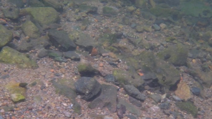 河边小溪河底海底水下世界流水岩石光影唯美