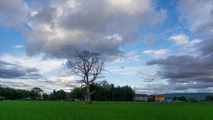 田野上的枯树