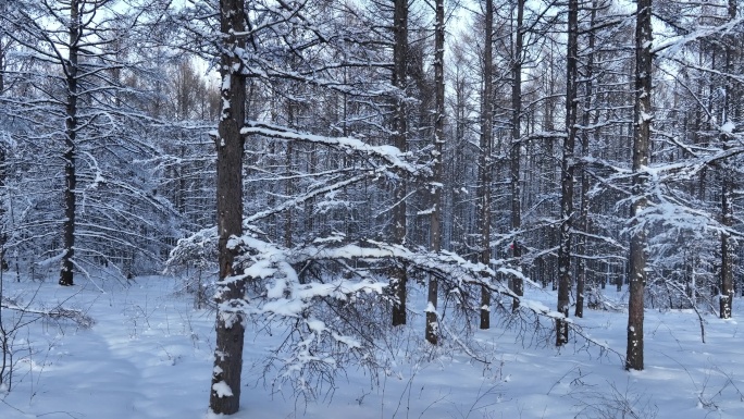 银装素裹雪松林