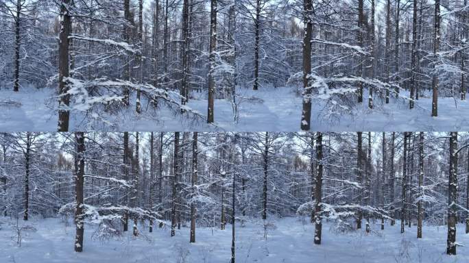 银装素裹雪松林