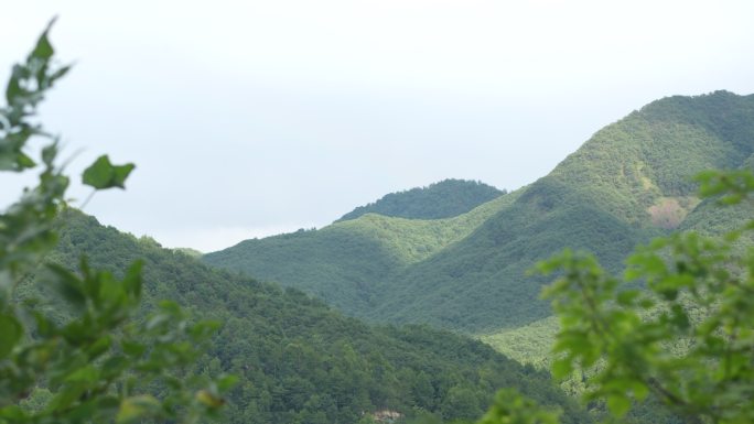 风吹树叶 林海 山间 树叶前景 树叶摆动