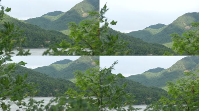 风吹树叶 林海 山间 树叶前景 树叶摆动