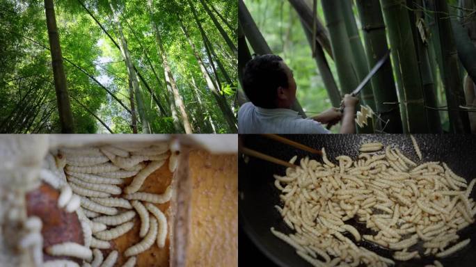 竹蛆 竹虫 云南炒竹虫 炒竹虫 滇西名菜