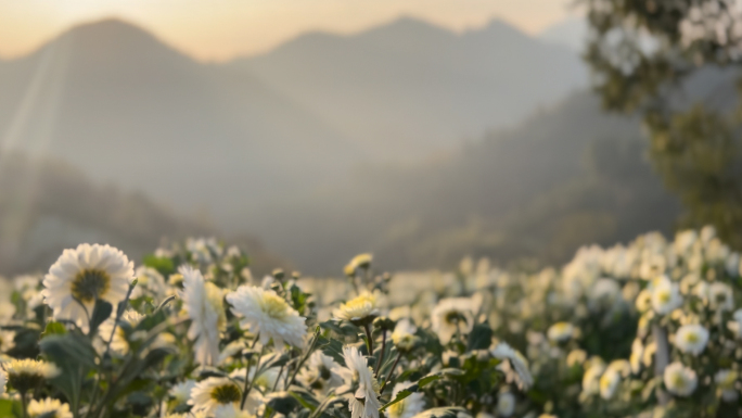 实拍 黄山贡菊 菊花原始素材