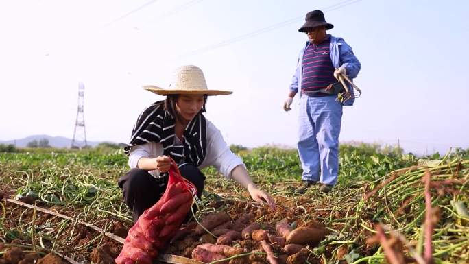 地里的红薯特写 集体劳作 农民丰收