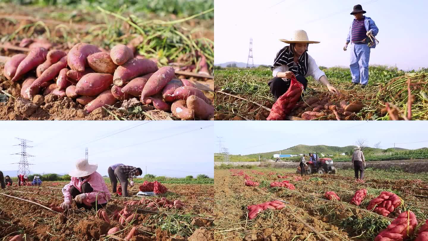 地里的红薯特写 集体劳作 农民丰收