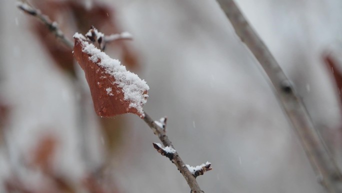 北方冬天飘雪