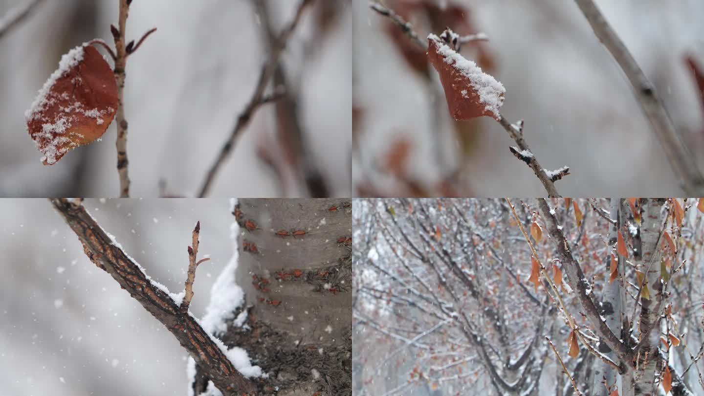 北方冬天飘雪